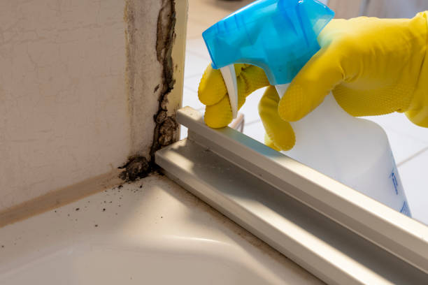 Best Mold Removal Company Near Me  in Saginaw, TX