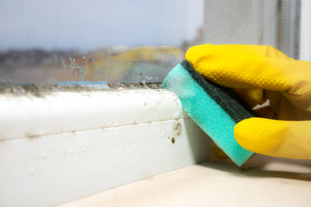 Best Office Mold Removal Services  in Saginaw, TX