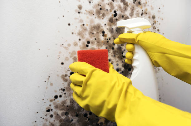 Best Mold Remediation Experts  in Saginaw, TX