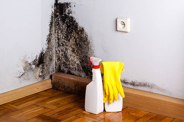 Best Fast Mold Removal  in Saginaw, TX