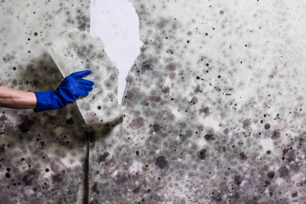 Reliable Saginaw, TX Mold Removal Solutions