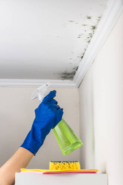 Professional Mold Removal in Saginaw, TX